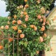 Trandafir urcator orange Rna
